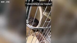 Sex in a capsule hostel and the continuation of their journey