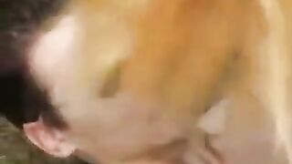 Girl made blowjob in the park and got fucked