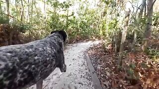 A hot guy has sex with a girl in the jungle, Sparks Go Wild style
